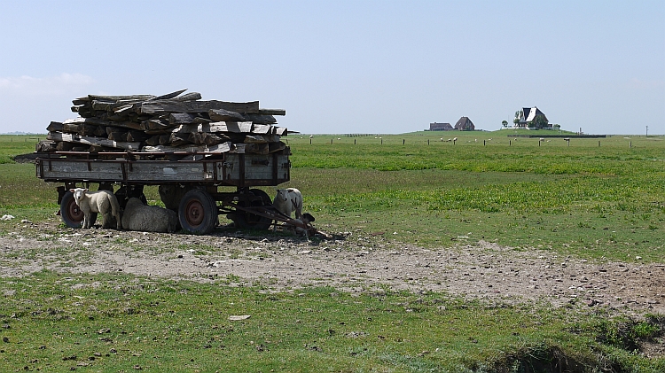 Hallig_2