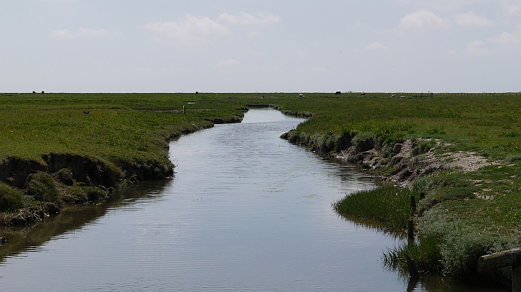 Hallig_3