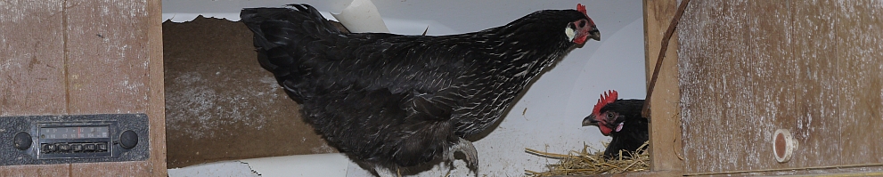 huhn