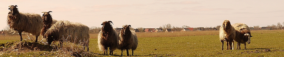 schafe osten